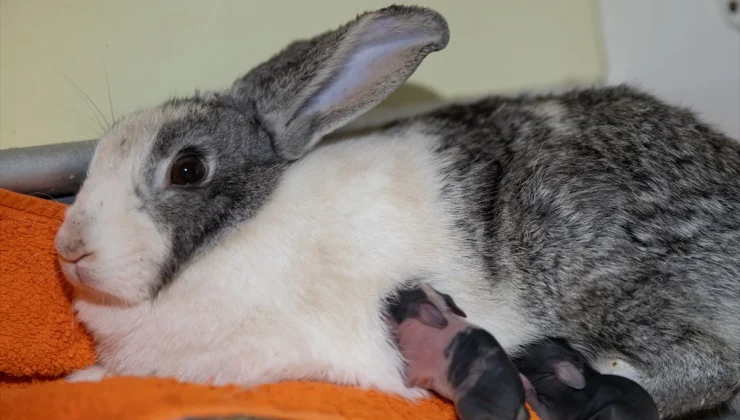 Ankara-Eskişehir Yolunda Köprü Üstüne Bırakılan Tavşanlar Kurtarıldı