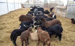 Mersin Büyükşehir Belediyesi, ‘Hadi Gel Köyümüze Destek Verelim’ projesinin 4. yılını tamamladı