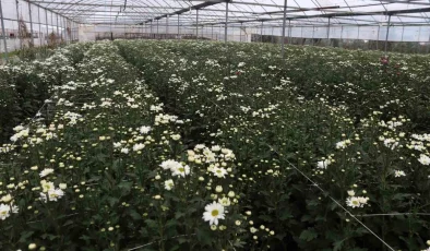 İzmirli Çiçek Üreticileri Sevgililer Günü Öncesi Hasat Yoğunluğu Yaşıyor