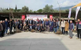 Aydın’da kestane ve incir fidanları üreticiye dağıtıldı