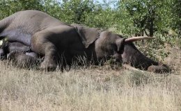 Güney Afrika’da Kaçak Avcılar Yırtıcıları Zehirliyor