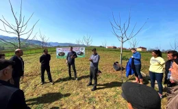 Meyve Ağaçlarında Budama İşlemleri Hakkında Uyarı
