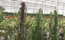 Tarım diyarı Şanlıurfa süs bitkilerinin merkezi oluyor