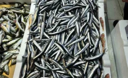 Türkiye, Hamsi İhracatından 2 Milyon Dolarlık Döviz Sağladı