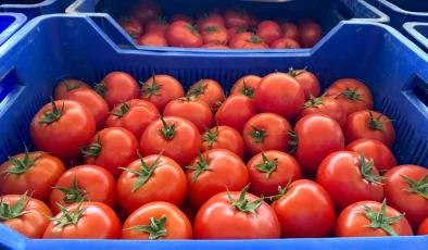 Antalya’nın domates ihracatı Rusya-Ukrayna savaşı nedeniyle düştü