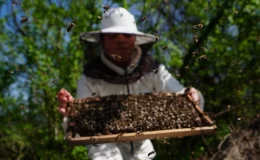 İstanbul’da üst düzey yöneticilik yapan kadın, köye yerleşip arıcılıkla uğraşıyor