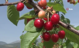Manisa’da Kuzey Yarımkürenin İlk Kiraz Hasadı Yapıldı
