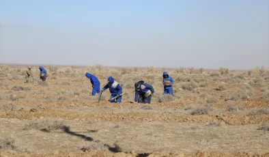 Özbekistan’da Aral Gölü’nün kuruyan kısmı ağaçlandırılıyor