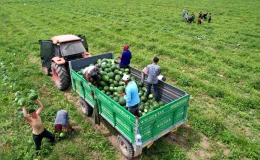 Adana’da ‘ham karpuz timleri’ marka değerini koruyor