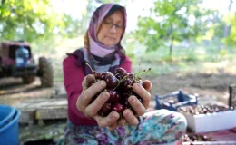 Bursa’nın Coğrafi İşaretli Keles Kirazında Hasat Başladı