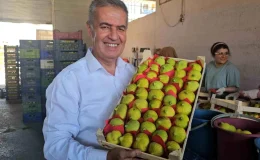 Aydın’ın Buharkent İlçesinde Taze İncir Hasadı Başladı