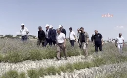 Burdur’da Lavanta Hasadı Başladı