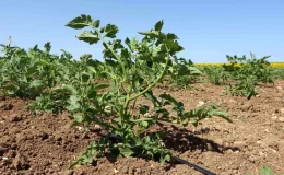 Çanakkale Domatesi: Türkiye’nin Meşhur Lezzeti