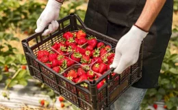 Ege İhracatçı Birlikleri Haziran Ayında İhracatta Yüzde 17 Azalış Yaşadı