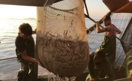 İklim Değişikliği Nedeniyle Balık Üreme Sezonlarında Kaymalar Yaşanıyor