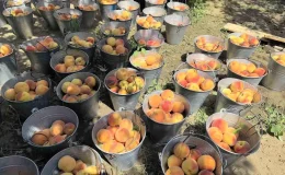 İnegöl’de Glohaven Şeftali Hasadı Başladı: Fiyatlar Çiftçiyi Üzdü