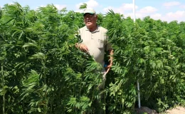 Konya’da Arkadaş Grubunun Kurduğu Kooperatif, 80 Yılın Ardından Kenevir Üretimine Başladı