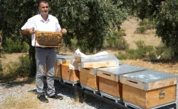 Manisa’da Yüksek Sıcaklıklar Arıların Bal Üretimini Etkiliyor