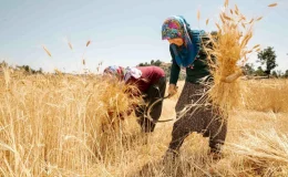 Mersin Büyükşehir Belediyesi Üreticilere Yerel Buğday Tohumu Dağıtıyor