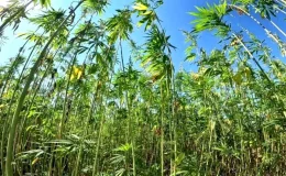 Samsun, Türkiye’nin Kenevir Üretim Merkezi Haline Geldi