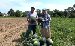 Samsun’da Karpuz ve Kavun Hasadı Başladı