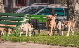 Sokak hayvanlarına yönelik kanun teklifinin 4 maddesi daha kabul edildi