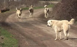 TBMM’de sahipsiz hayvanlarla ilgili kanun teklifi görüşmelerinde ‘ötenazi’ ibaresi çıkarıldı