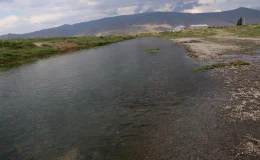 Van’da inci kefalleri için umut verici üreme sezonu