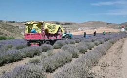 Yozgat’ta Lavanta Üreticileri Pazar Bulmakta Zorlanıyor
