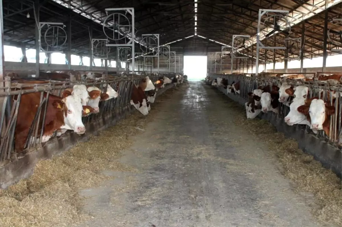 Erzincan’da Büyükbaş Hayvan Yetiştiricilerine Destek Başvuruları Başlıyor